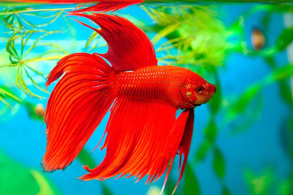 Peixe Betta Macho