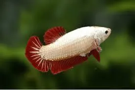 Betta fêmea