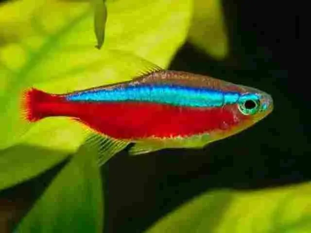 Tetra neon