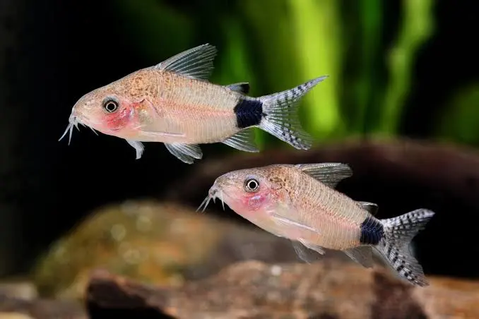 Corydora