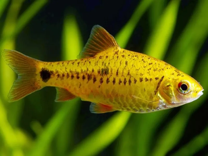 Barbo ouro