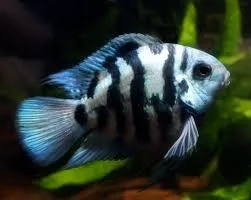 Papagaio