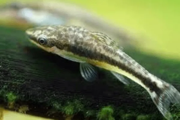 Peixe Limpa vidro
