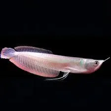 Saú